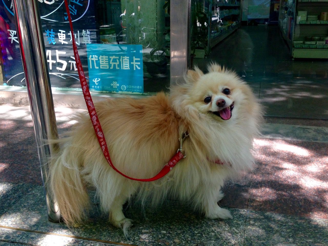 Beijing Pomeranian