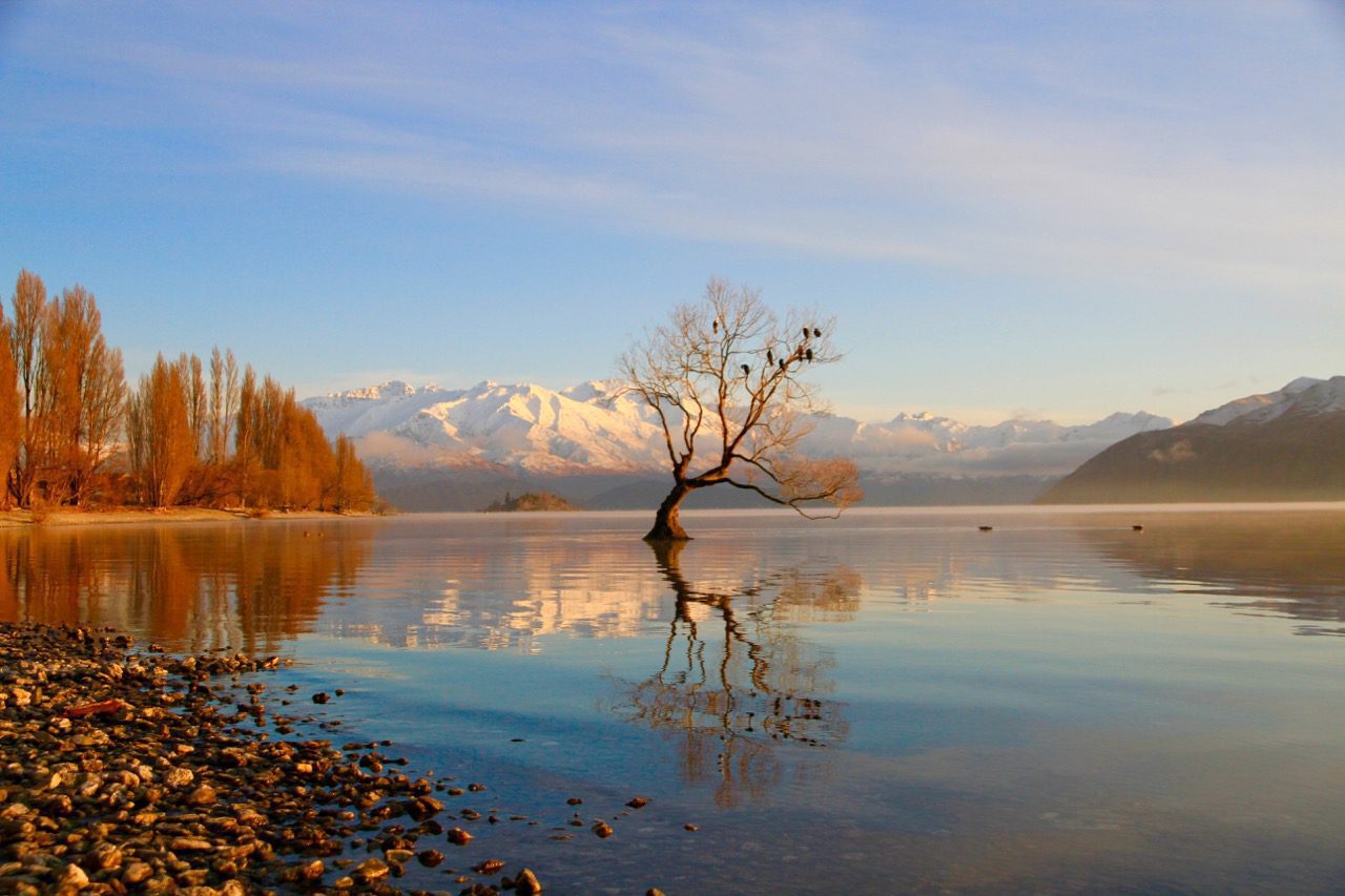 Lake Wanaka New Zealand Beautiful Wanaka Tree Travel Tips Blog